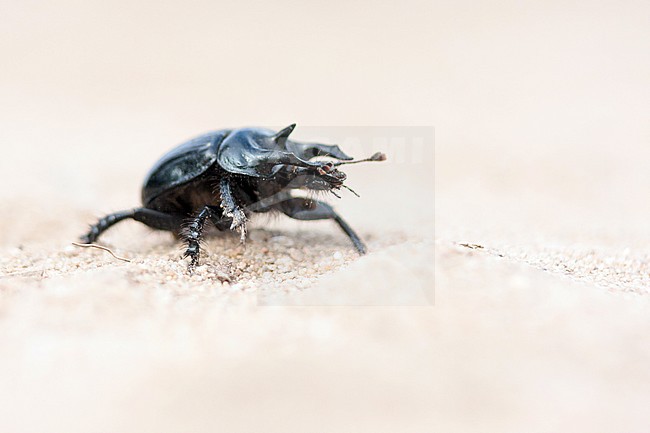 Typhaeus typhoeus - Minotaur Beetle - Stierkäfer, Germany (Baden-Württemberg), imago stock-image by Agami/Ralph Martin,