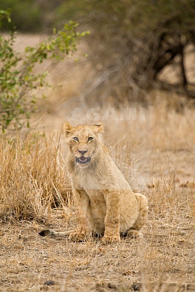 Jonge Afrikaanse Leeuw; Young African Lion stock-image by Agami/Marc Guyt,