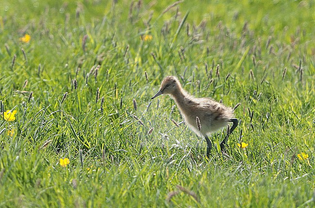 Black-tailed Godwit (Limosa limosa), juvenile walking in the field, seen from the side. stock-image by Agami/Fred Visscher,