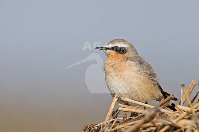 Mannetje Tapuit; Male Northern Wheatear stock-image by Agami/Rob Olivier,