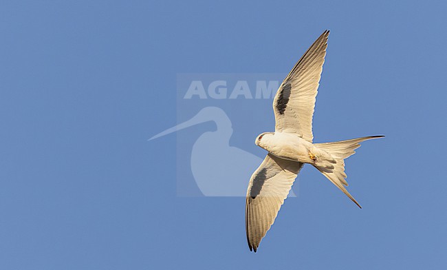 Scissor-tailed Kite (Chelictinia riocourii) in Senegal. stock-image by Agami/Ian Davies,