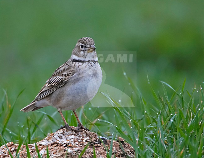 Calandra Lark adult standing; Kalanderleeuwerik volwassen staand stock-image by Agami/Markus Varesvuo,