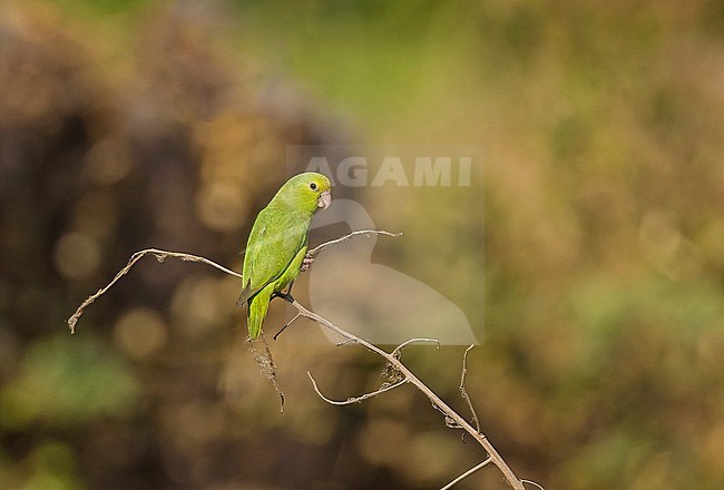 Turquoise-winged Parrotlet (Forpus spengeli) in Colombia. stock-image by Agami/Pete Morris,
