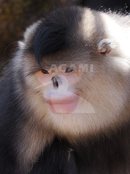 Yunnan Snub-nosed Monkey Rhinopithecus bieti stock-image by Agami/James Eaton,