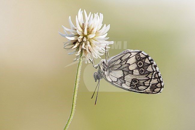 Marbled White (Melanargia galathea) resting on small white flower in Mercantour in France, against a natural colored background. stock-image by Agami/Iolente Navarro,