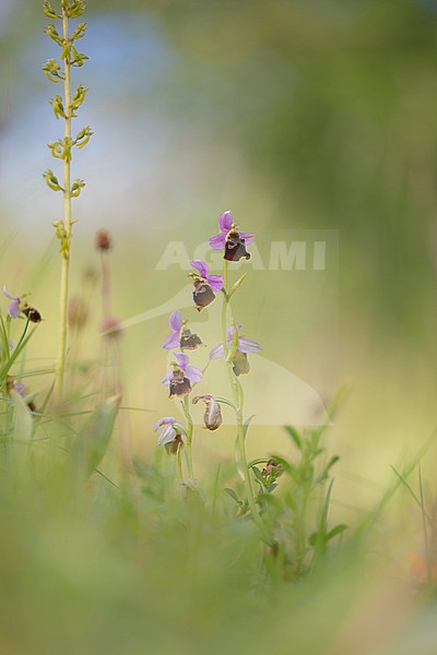 Late spider orchid, hommelorchis, Ophrys holoserica stock-image by Agami/Wil Leurs,