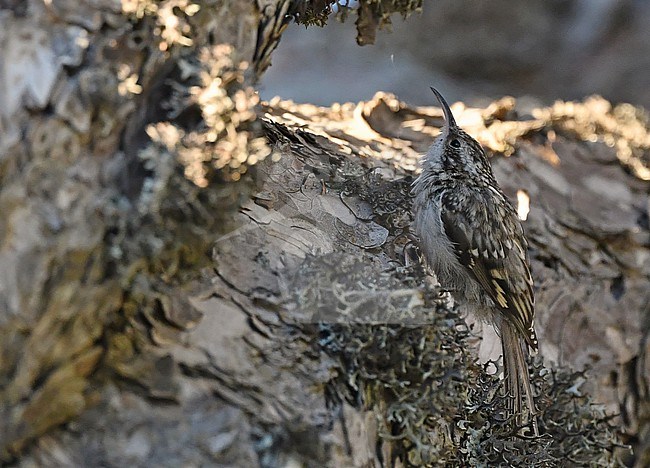 Certhia brachydactyla dorotheae, Cyprus Short-toed Treecreeper stock-image by Agami/Eduard Sangster,