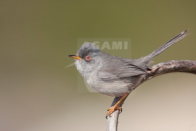 Balearische Grasmus, Balearic Warbler stock-image by Agami/Ralph Martin,