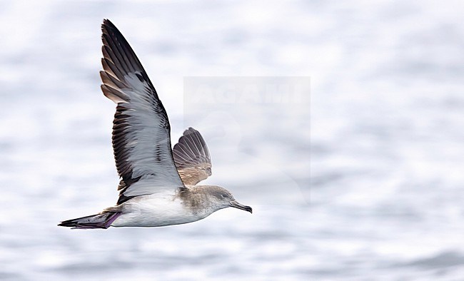 Cape Verde shearwater, Calonectris edwardsii, at sea. stock-image by Agami/Ian Davies,