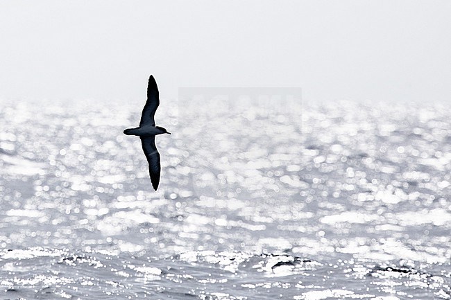 Cape Verde shearwater (Calonectris edwardsii), flying against the light, with the sea producing a grey background, in Cape Verde. stock-image by Agami/Sylvain Reyt,