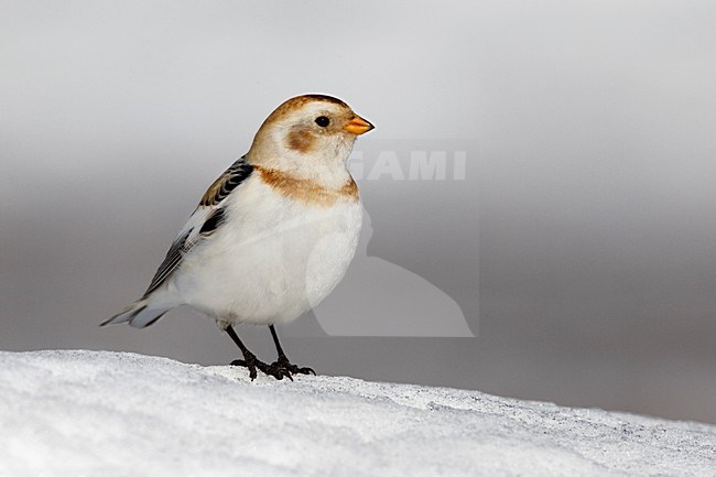 Zigolo delle nevi; Snow Bunting; Plectrophenax nivalis stock-image by Agami/Daniele Occhiato,