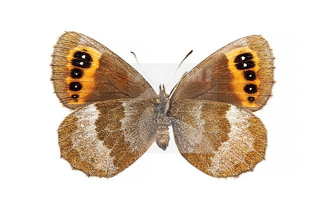 Scotch Argus; zomererebia, Erebia aethiops stock-image by Agami/Wil Leurs,