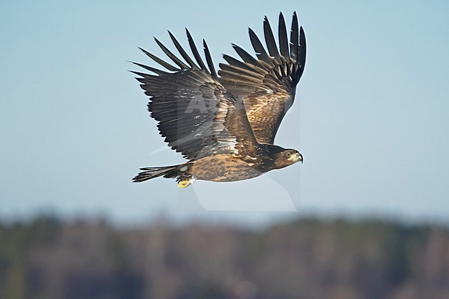 White-tailed Eagle immature flying; Zeearend onvolwassen vliegend stock-image by Agami/Markus Varesvuo,