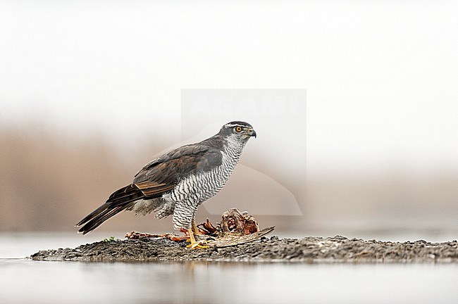 Northern Goshawk (Accipiter gentilis) on a prey stock-image by Agami/Bence Mate,