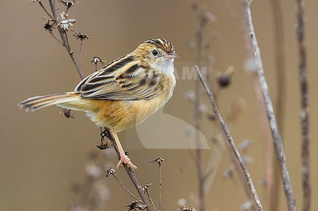 Zitting Cisticola (Cisticola juncidis) in winter and perched on a branch stock-image by Agami/Daniele Occhiato,