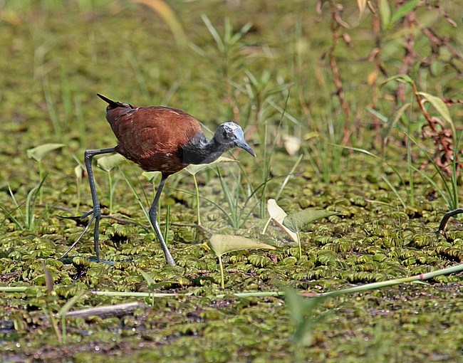 Madagascar Jacana (Actophilornis albinucha) in Madagascar. Foraging on edge of a lake. stock-image by Agami/Pete Morris,