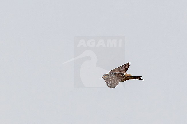 Immature Preuss's Cliff Swallow (Petrochelidon preussi) in Sierra Leone. stock-image by Agami/David Monticelli,