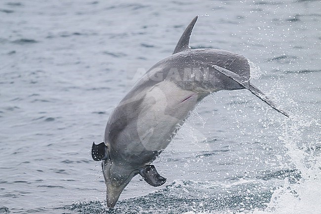 Bottlenose dolphin (Tursiops truncatus) jumping and producing splashes, with the sea as background. stock-image by Agami/Sylvain Reyt,