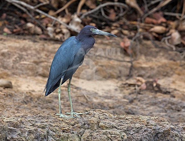 Little Blue Heron, Egretta caerulea, adult standing on a river bank in the Pantanal, Brazil stock-image by Agami/Andy & Gill Swash ,