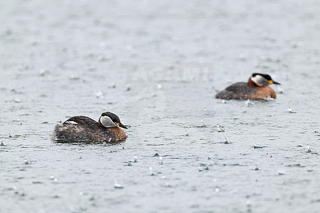 a swimming couple of adult red-necked grebes (Podiceps grisegena) in hard rain stock-image by Agami/Mathias Putze,