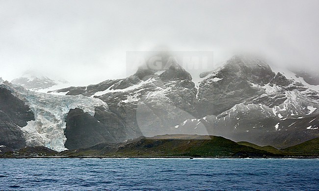 South Georgia wild scenery with a colony of King Penguins (Aptenodytes patagonicus), Gold Harbour stock-image by Agami/Tomas Grim,