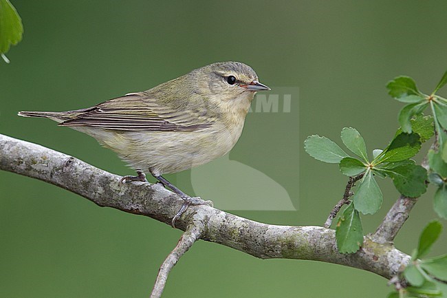 Adult female
Galveston Co., TX
April 2013 stock-image by Agami/Brian E Small,