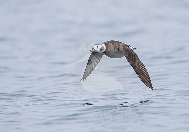 Female Long-tailed Duck (Clangula hyemalis) in flight over the sea water in a harbor on Varangerfjord peninsula, arctic Norway. stock-image by Agami/Marc Guyt,
