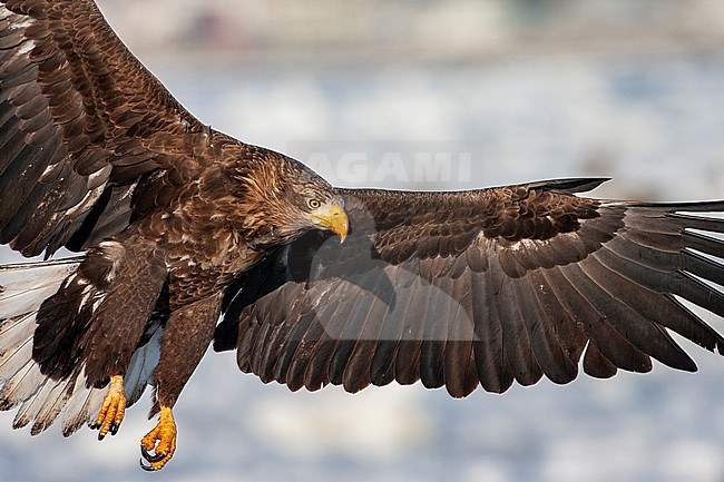 White-tailed Eagle (Haliaeetus albicilla) wintering on the island Hokkaido in northern Japan. Closeup of an eagle going to land. stock-image by Agami/Marc Guyt,