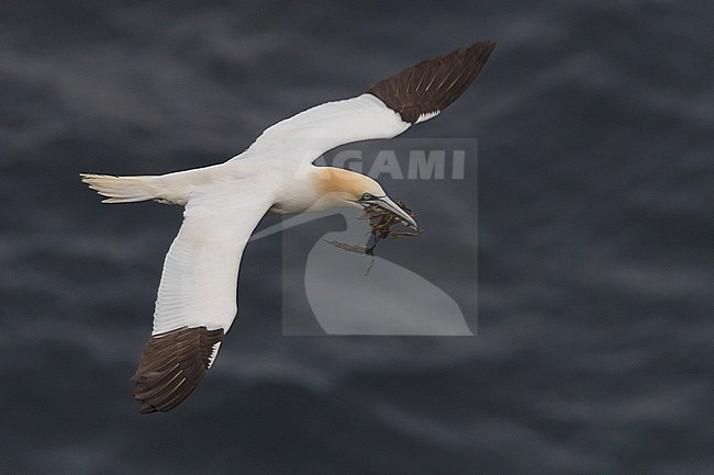 Northern Gannet (Morus bassanus), adult in flight carrying material for the nest stock-image by Agami/Saverio Gatto,