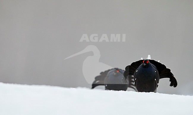 Korhoen baltsend; Black Grouse display stock-image by Agami/Markus Varesvuo,