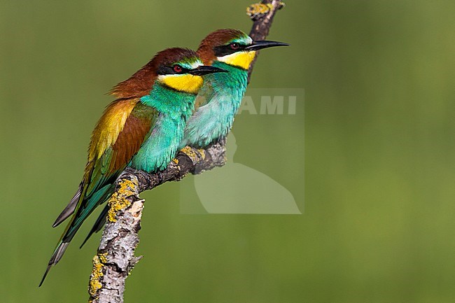 Europese Bijeneter; European Bee-eater stock-image by Agami/Daniele Occhiato,