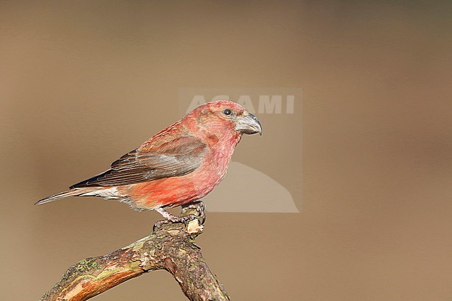 Grote Kruisbek; Parrot Crossbill stock-image by Agami/Chris van Rijswijk,