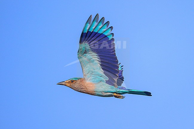 Indian roller, Coracias benghalensis, in flight. stock-image by Agami/Sylvain Reyt,