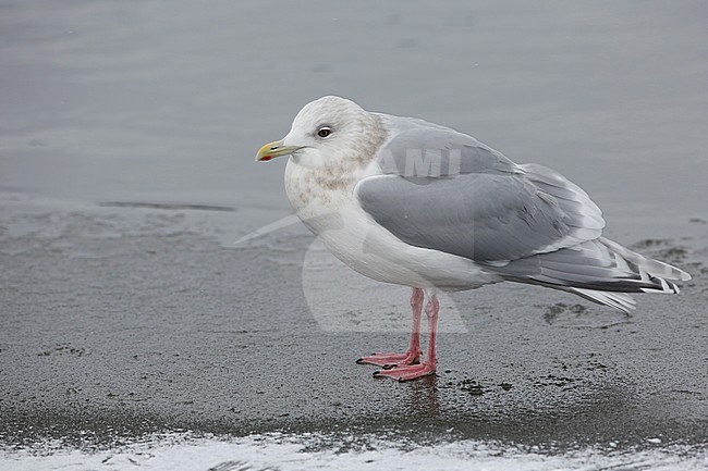 Kumliens Meeuw, Kumlien's Gull, Larus glaucoides kumlieni stock-image by Agami/Chris van Rijswijk,