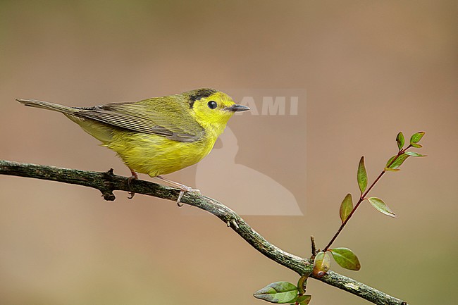 Adult female Hooded Warbler (Setophaga citrina) during spring migration at Galveston County, Texas, USA. stock-image by Agami/Brian E Small,