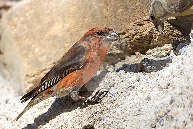 Common Crossbill - Fichtenkreuzschnabel - Loxia curvirostra ssp. curvirostra, Germany stock-image by Agami/Ralph Martin,