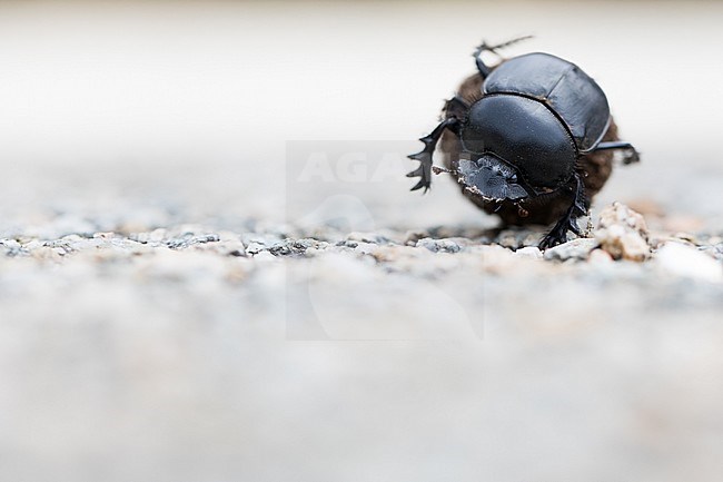Scarabaeus sacer - Sacred scarab - Heiliger Pillendreher, France (Corsica), imago stock-image by Agami/Ralph Martin,