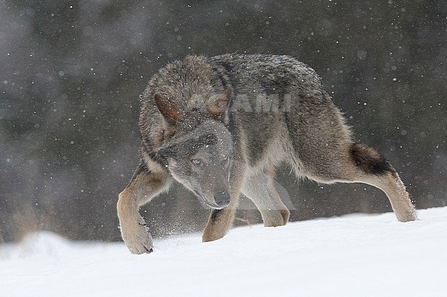 Wolf in snow covered forest in Poland stock-image by Agami/Han Bouwmeester,