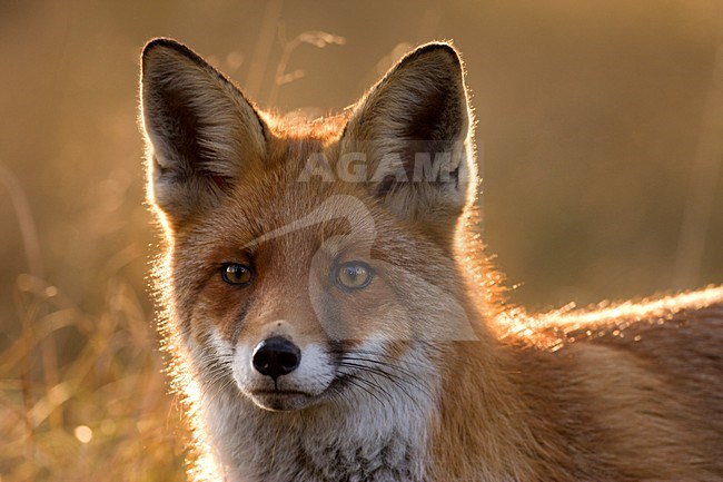 Vos close-up; Red fox close-up stock-image by Agami/Wim Wilmers,