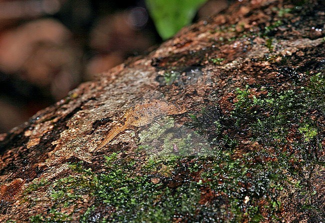 Peyrieras's pygmy chameleon (Brookesia peyrierasi) resting on a bark of a tropical tree. An endemic diminutive chameleon from north-eastern Madagascar. stock-image by Agami/Pete Morris,
