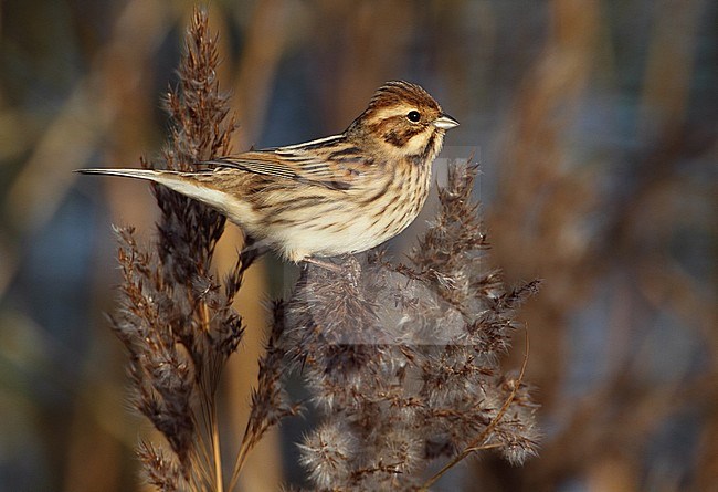 Eerste winter Rietgors, First winter Reed Bunting stock-image by Agami/Karel Mauer,