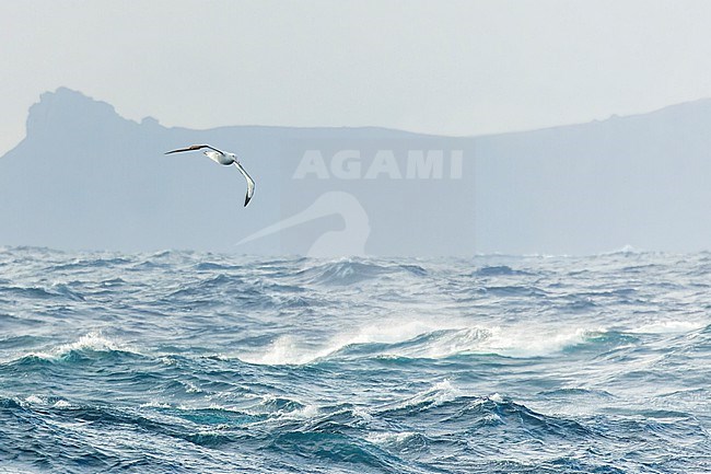 Adult Snowy Abatross (Diomedea exulans) at sea between South Georgia and Gough, in the Southern Atlantic ocean. Also known as the white-winged albatross or wandering albatross. stock-image by Agami/Martijn Verdoes,