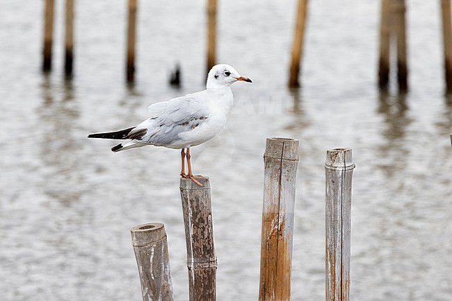 Common Black-headed Gull, Croicocephalus ridibundus, in first-winter plumage, Thailand stock-image by Agami/David Monticelli,