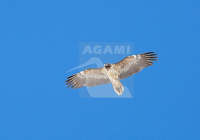 Third year (3cy) Bearded Vulture (Gypaetus barbatus barbatus) flying above the Gemmi pass in Switzerland against a blue sky. stock-image by Agami/Edwin Winkel,