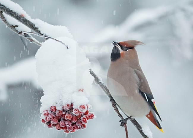 Volwassen Pestvogel foeragerend op bessen in de winter; Adult Bohemian Waxwing foraging on berries in winter stock-image by Agami/Markus Varesvuo,