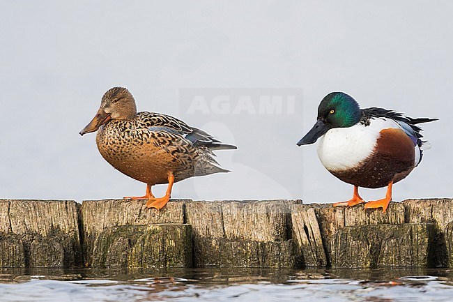 Northern Shoveler - Löffelente - Spatula clypeata, Germany, adult male with female stock-image by Agami/Ralph Martin,