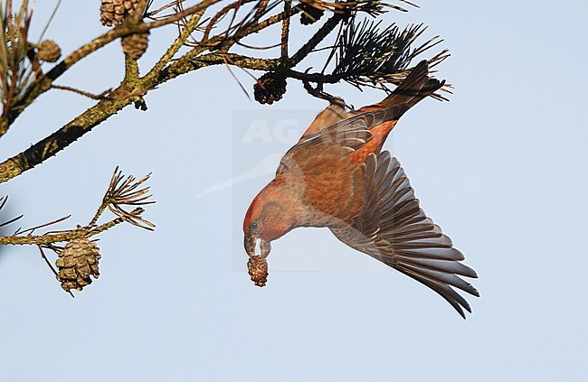 Parrot Crossbill, Loxia pytyopsittacus, male eating pine cones at Asserbo, Denmark stock-image by Agami/Helge Sorensen,