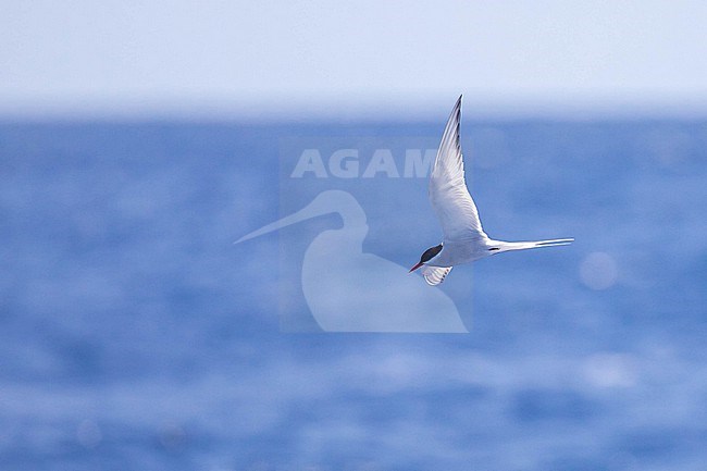 Arctic tern (Sterna paradisea) flying against the sea and the sky as backgound, near Raso island, Cape Verde. stock-image by Agami/Sylvain Reyt,