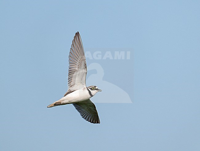 Adult male Little Ringed Plover (Charadrius dubius) flying and singing in display flight against a blue sky showing underside and wings fully spread stock-image by Agami/Ran Schols,