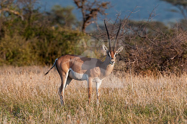 Portrait of a Grant's gazelle, Gazella granti, looking at the camera. Samburu Game Reserve, Kenya. stock-image by Agami/Sergio Pitamitz,